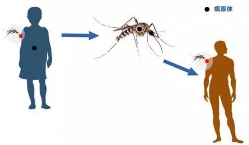 除积水 灭蚊子 预防登革热