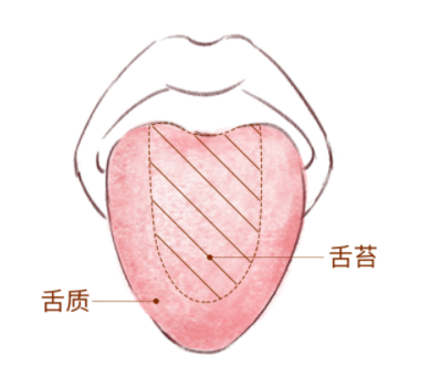一看就懂！简单实用的舌诊图谱，教你快速从3方面辨别疾病（多图教学！）